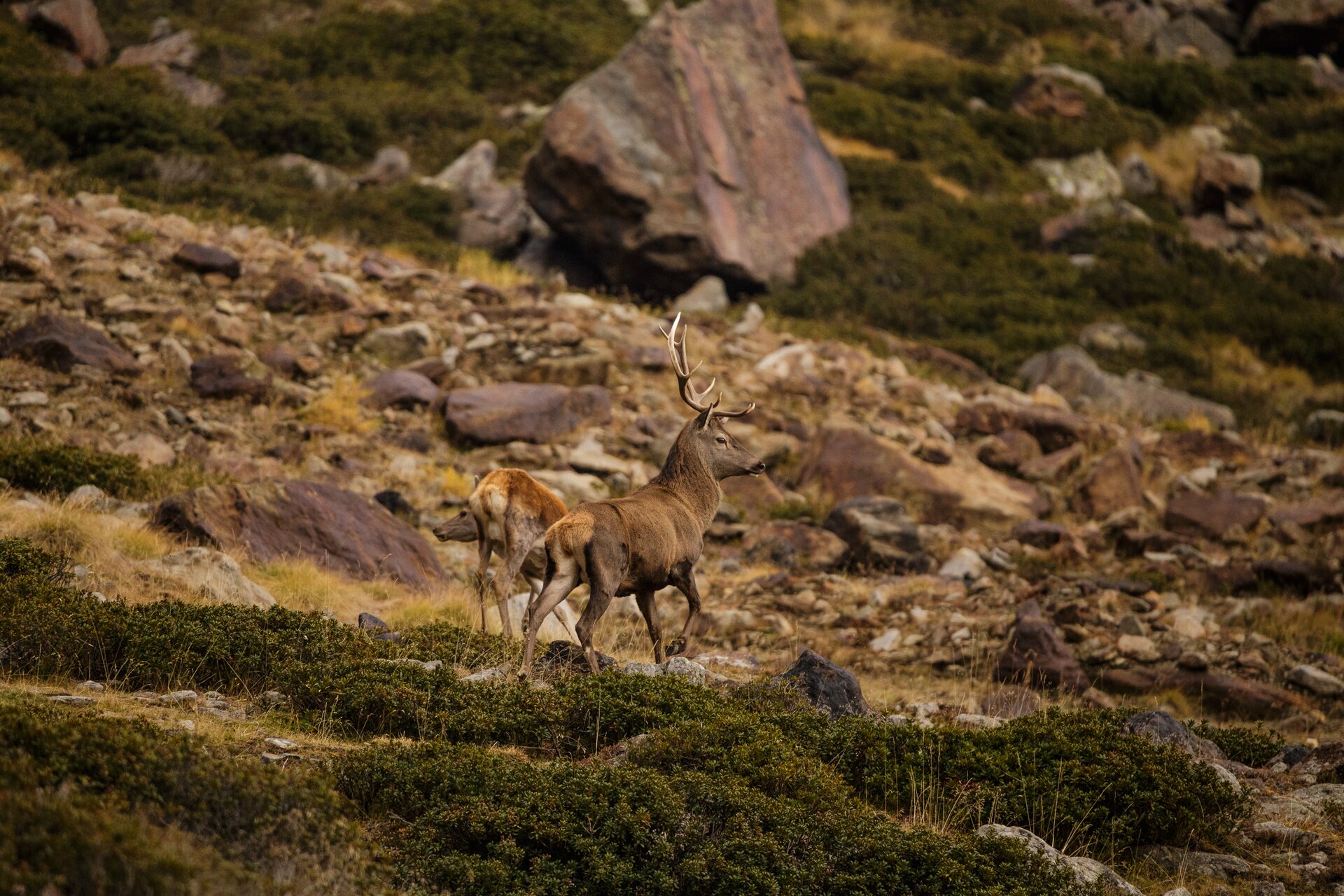 The red deer rut in Bormio