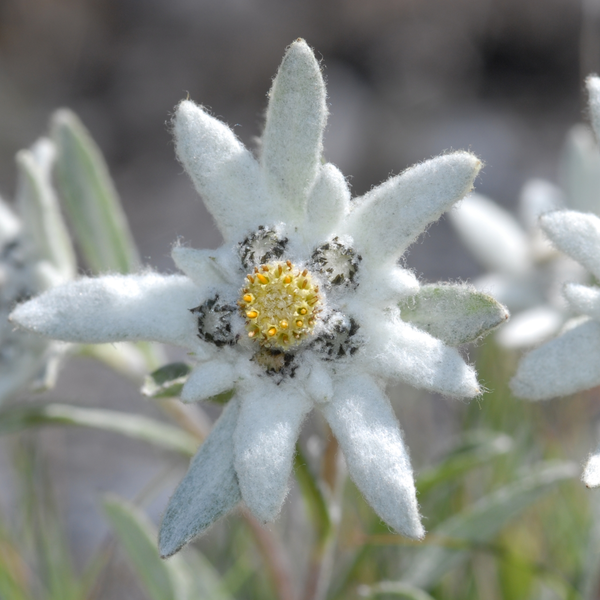 Flora (1105)
