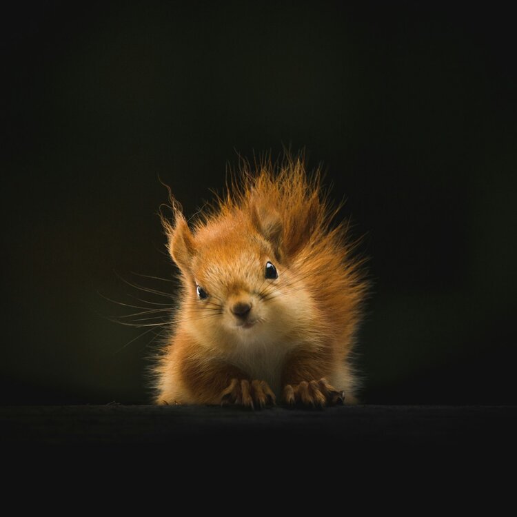 Fauna