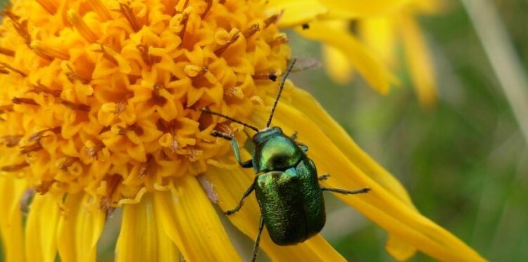 Gli insetti del Paluaccio:  alla scoperta di un mondo nascosto