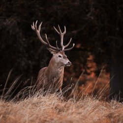 The bellowing of the stag | San Giacomo di Fraele