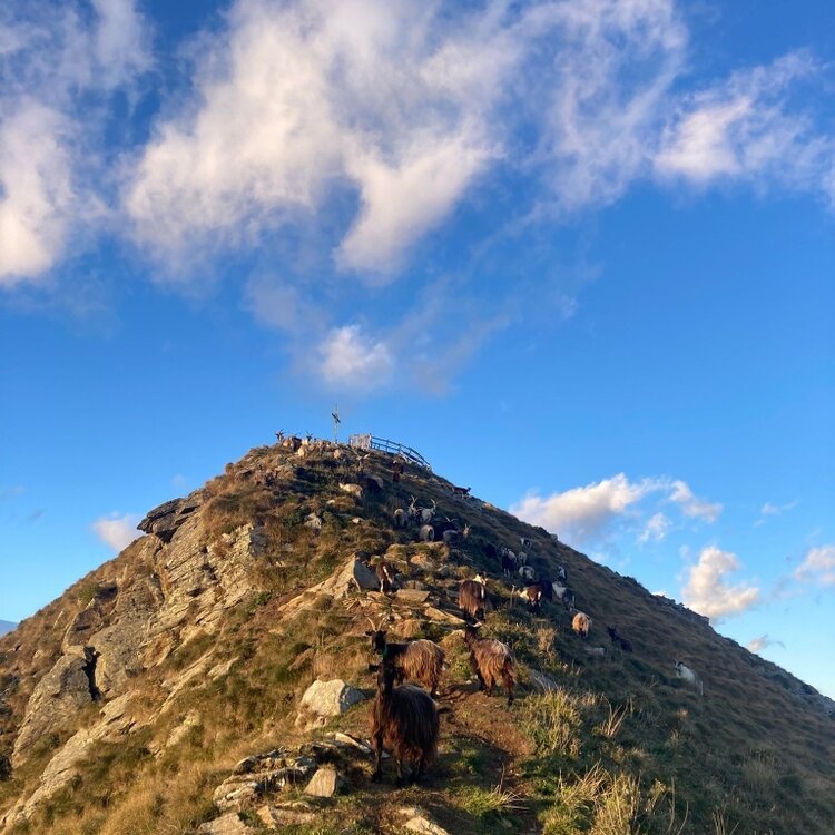 Der Gipfel des Monte Pisello (M 2.272) mit weidenden Ziegen