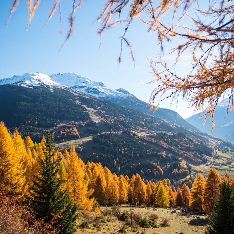 Autumn foliage: Pedemontana