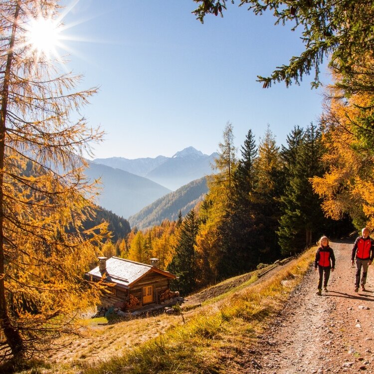 Herbstliches Laub: Val Zebrù