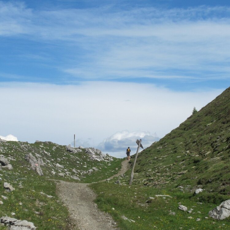 Bocheta de Trela