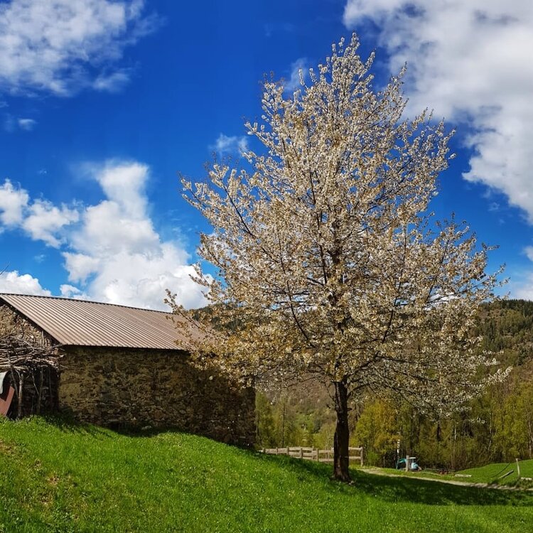 Rundstrecke Aprica - Ortsteil Bratte - Colonia Bustese