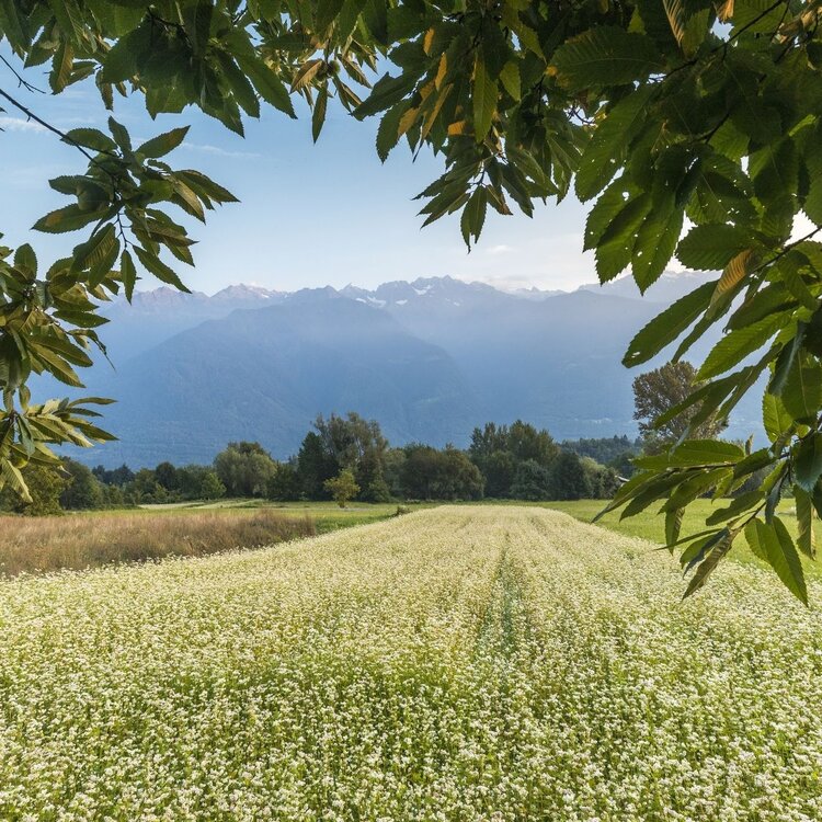 On the hills of Teglio among the buckwheat fields and vineyards of Valgella