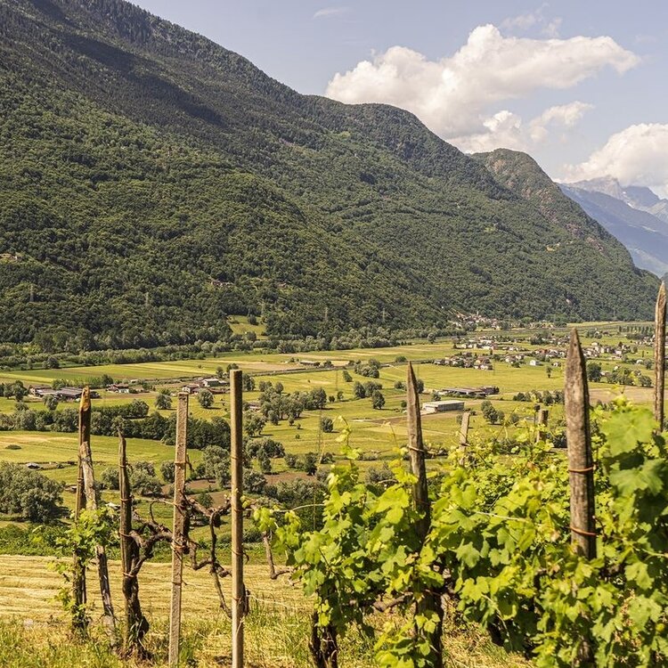 Pendeggio Loop