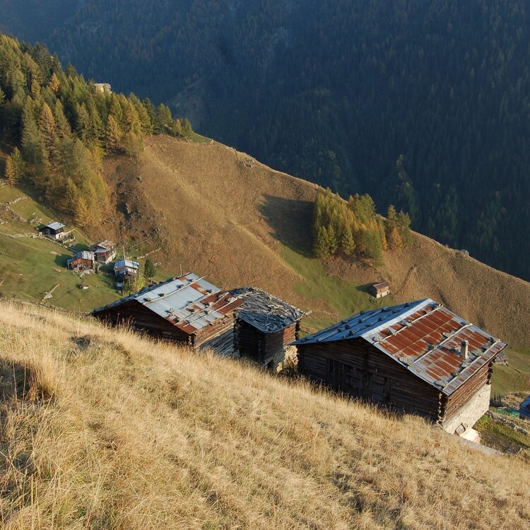 Profa Alta