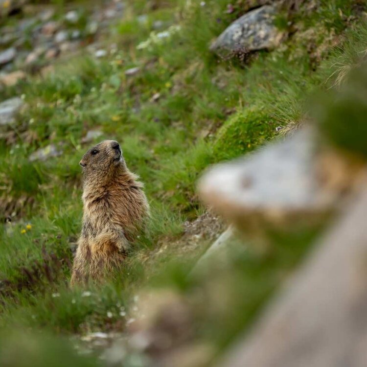 Stelvio Family Trek: Sunny Valley - percorso Marmotte