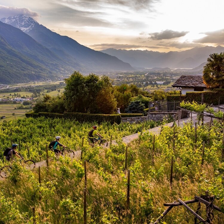 Mit dem Fahrrad durch die Weinberge der Bassa Valtellina