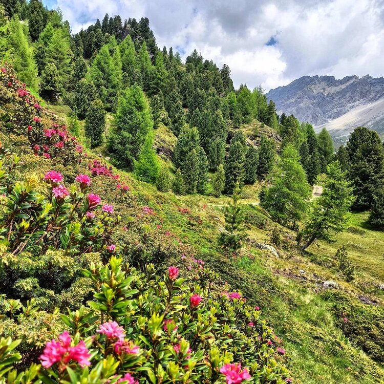 Vezzola-Tal - Foscagno